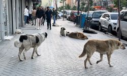 Gevaş’ta Başıboş Köpek Saldırısı: Kadın Yaralandı