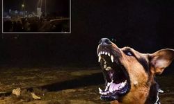 Van Saray’daki Köpek Saldırısı Sonrası Üç Belediyeye Soruşturma