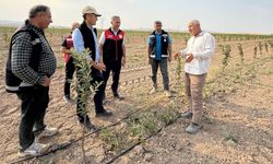 Van’da 650 Bin Meyve Fidanı Toprakla Buluştu