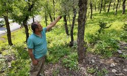 Şırnak’ta Tırtıl İstilası: Ormanlık Alanlarda Ağaçlar Kurumaya Başladı