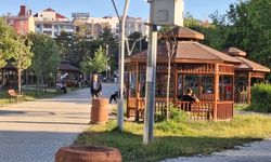 Van'da Sivrisinek Alarmı!