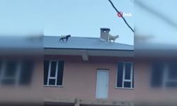 Van’da Çatıya çıkan iki keçi mahalleliyi ayağa kaldırdı