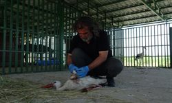 Van’da Öksüz yavrular rehabilitasyonun ardından doğaya bırakıldı