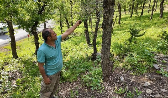 Şırnak’ta Tırtıl İstilası: Ormanlık Alanlarda Ağaçlar Kurumaya Başladı