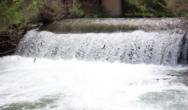 Van'daki İnci Kefali Göçünü Aratmıyor! Hazar Gölü'nde Siraz Balıklarının Zorlu Yolculuğu Başladı