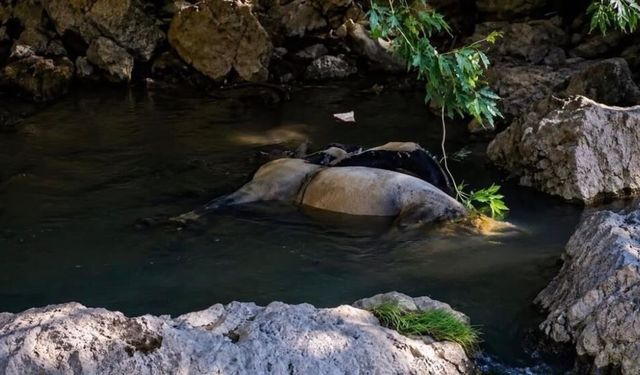 Hakkari'de Gizemli Kayıp: Dere Kenarında Atı Ölü Bulunan Şahıs Her Yerde Aranıyor