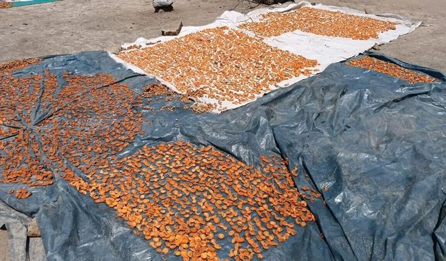 Van'da Kayısı Hasadı Başlıyor