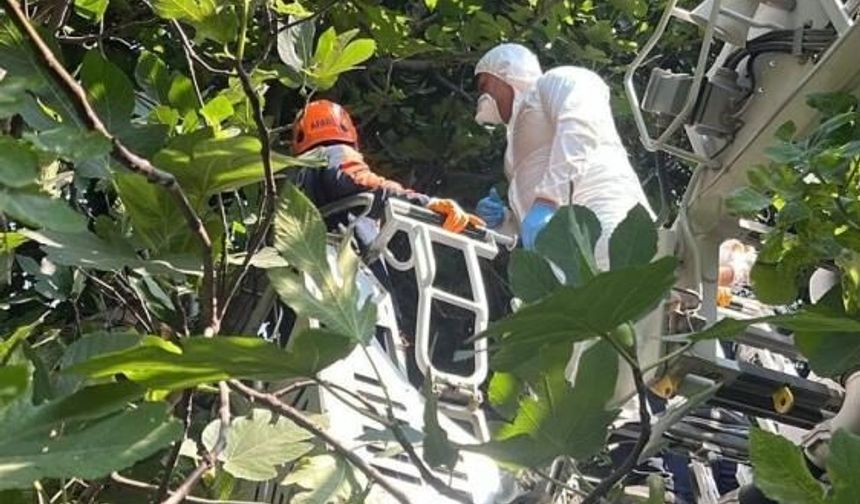Kötü Kokunun Nedeni Korkunç Çıktı: Ağaçta Asılı Erkek Cesedi Bulundu