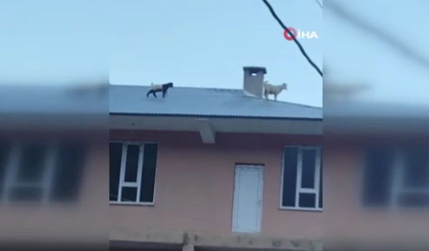 Van’da Çatıya çıkan iki keçi mahalleliyi ayağa kaldırdı