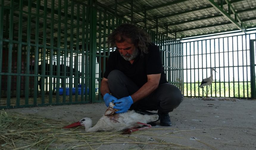 Van’da Öksüz yavrular rehabilitasyonun ardından doğaya bırakıldı