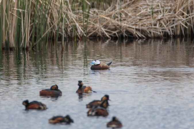 <p>Dikkuyruğun korunması gerektiğini ifade eden Çelik,</p>
<h4>"IUCN kriterlerinde tehlikede olan bir tür. Ülkemizde de nadir görülen türlerden biri. Doğu Anadolu'da da yine Kars'taki Çalı Gölü'nde görülen bir ördek türümüz." dedi.</h4>