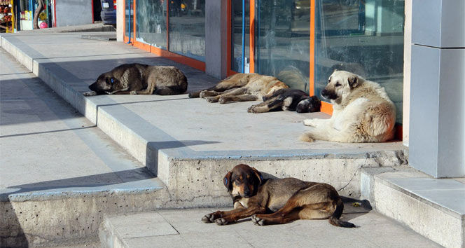 Van Sokak Köpekleri