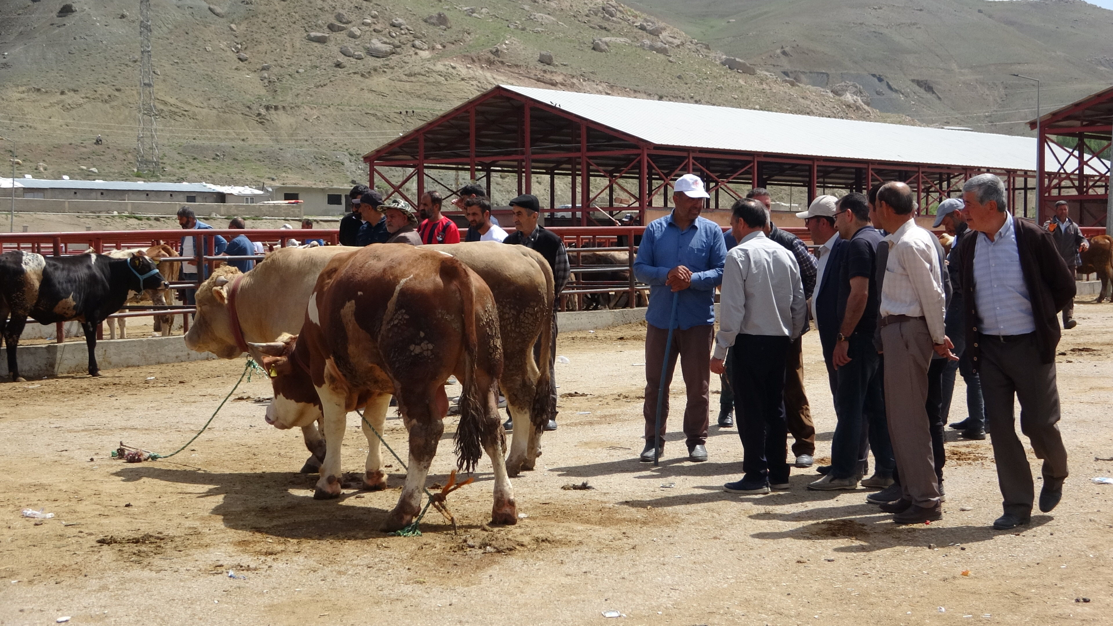 Van’da Kurbanlıklar Görücüye Çıktı (2)