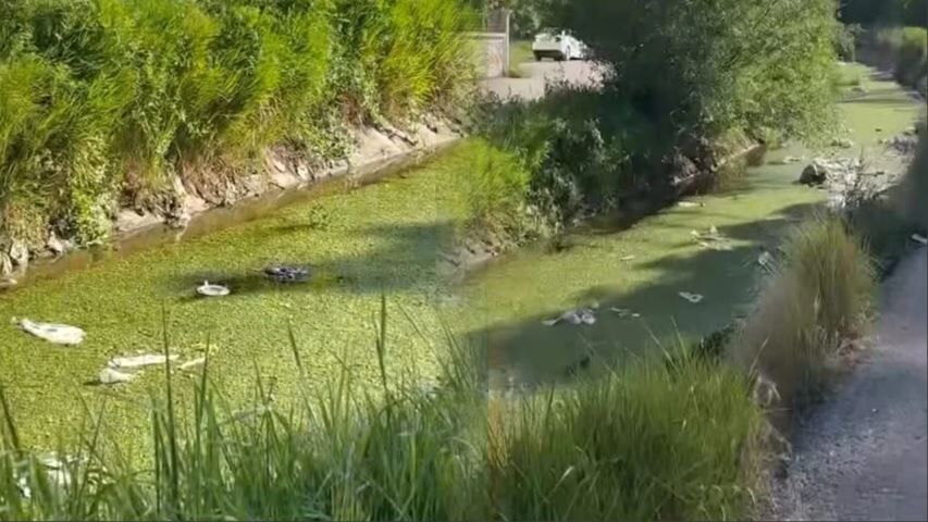 Meua Şamran
