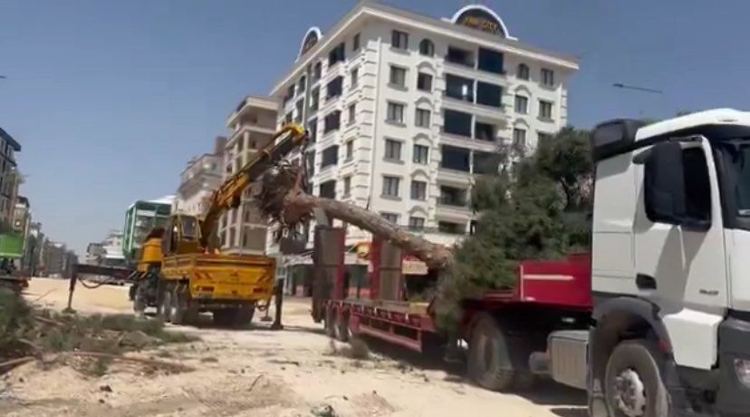 Ağaç-1