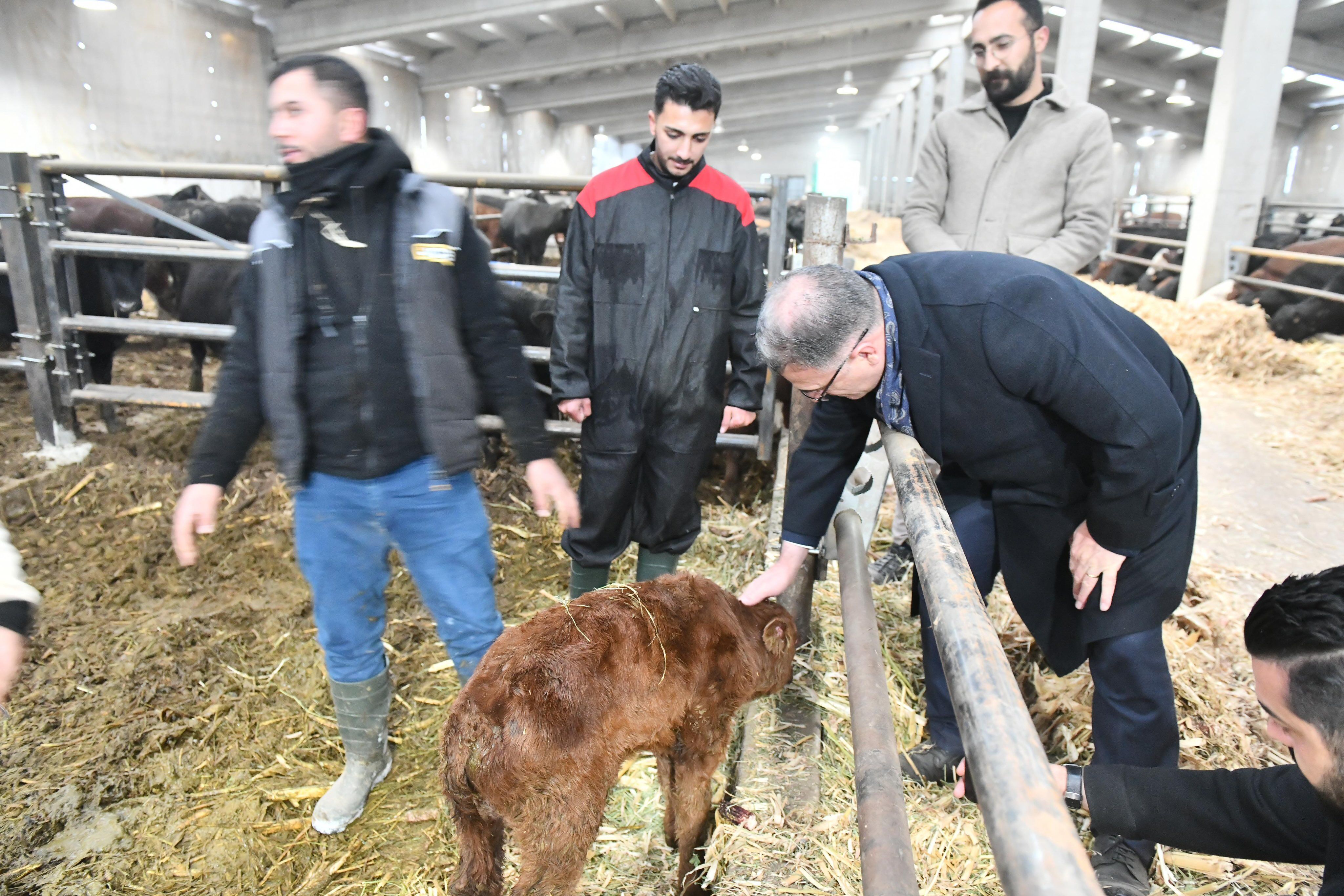 Çiftçiye 2 Yıl Ödemesiz, 7 Yıl Vadeli, Sıfır Faizli Düve Desteği (3)