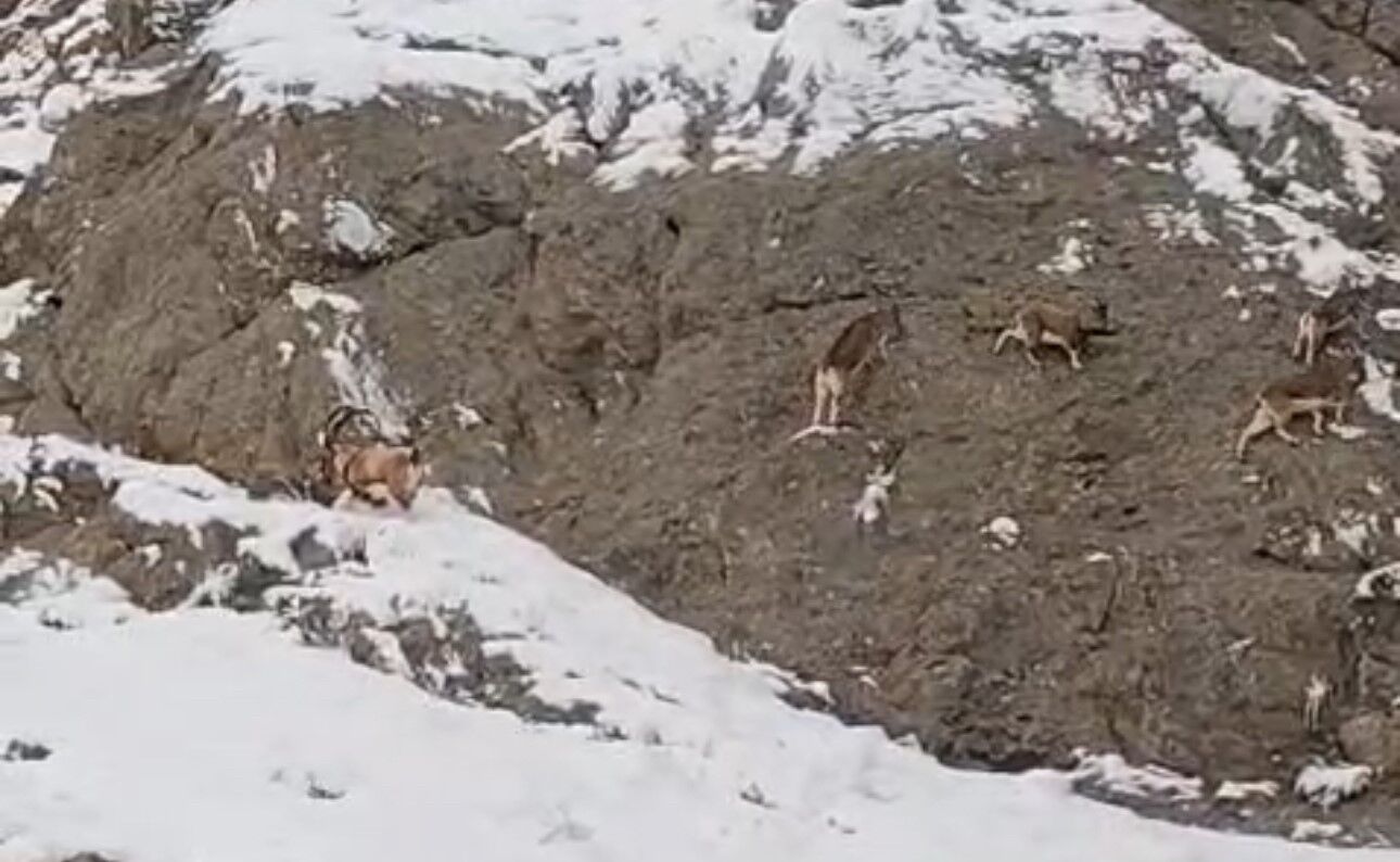 Güzeldere Geçidi’nde Dağ Keçileri Görüntülendi (1)