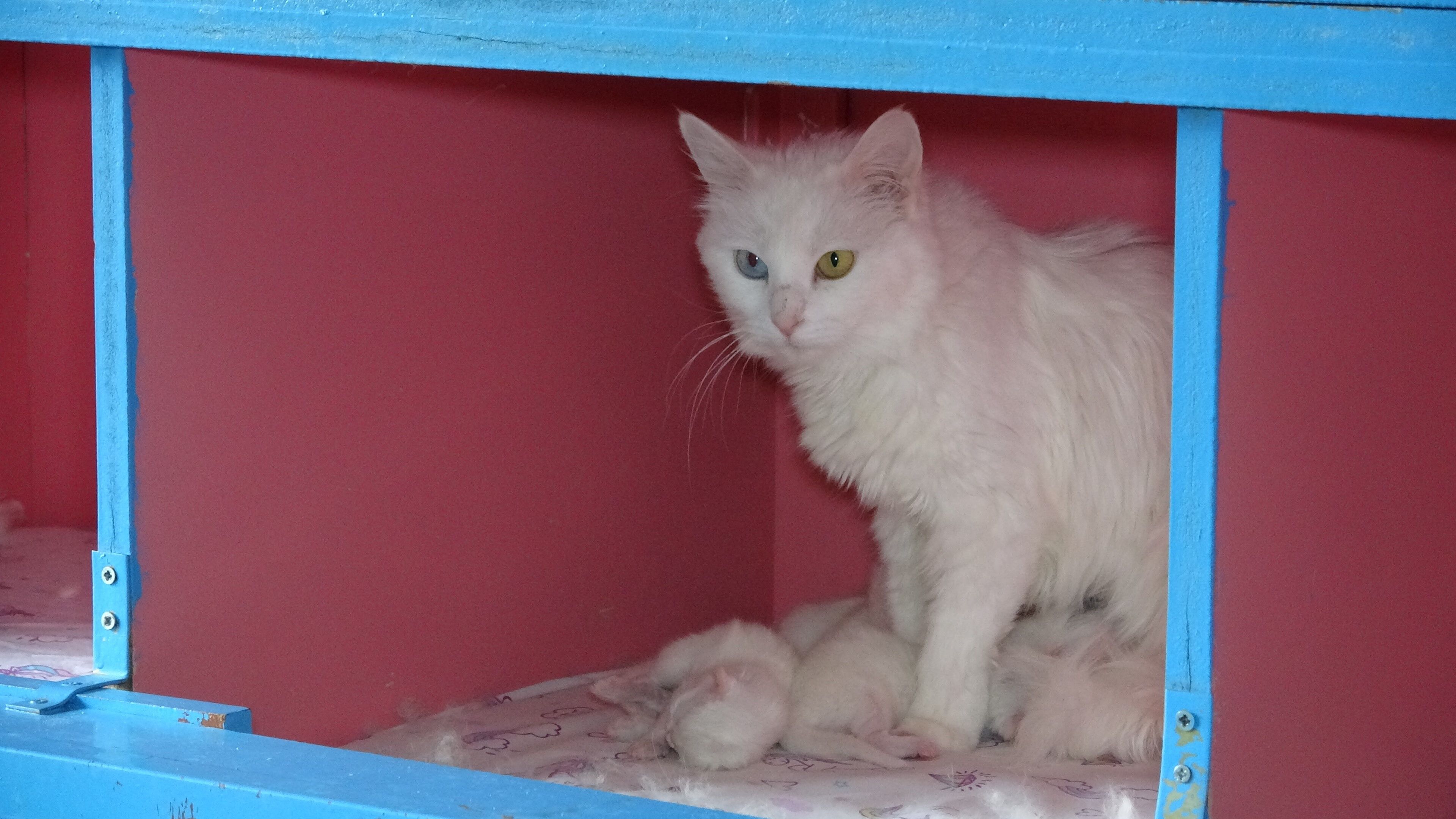 Van Kedi Villası'nda Bu Yıl 120 Yavru Dünyaya Geldi (2)