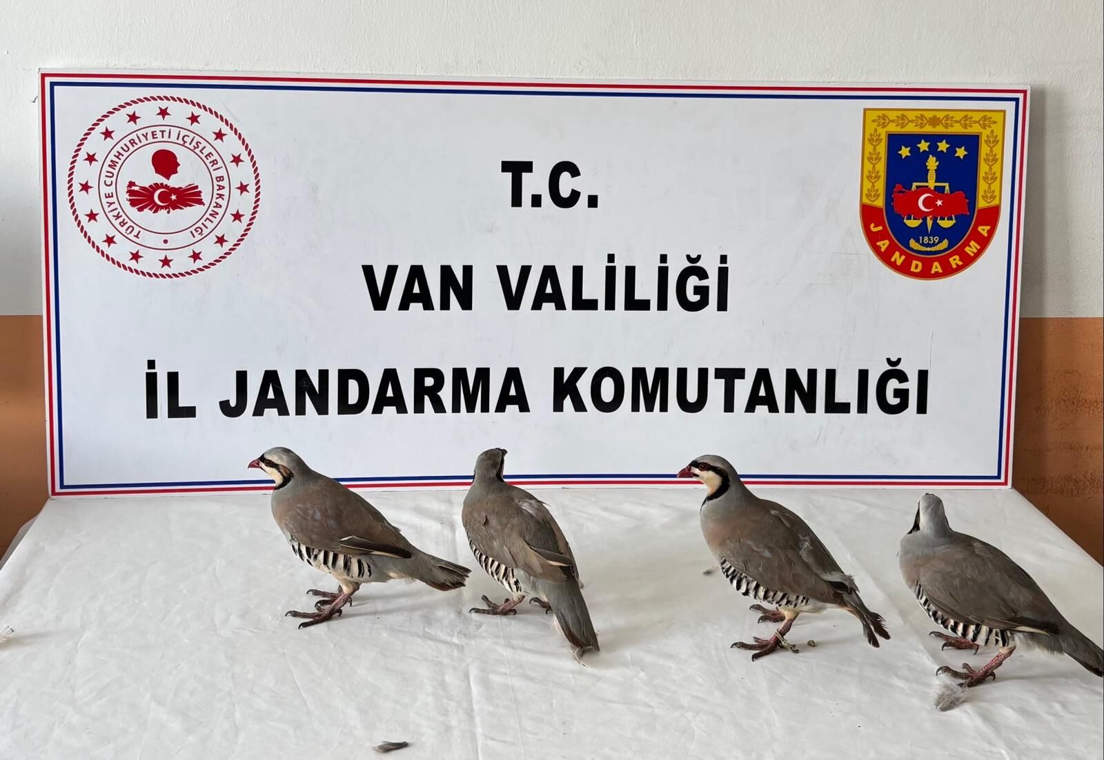 Van Erciş’te Yol Kontrolünde 4 Kınalı Keklik Ele Geçirildi