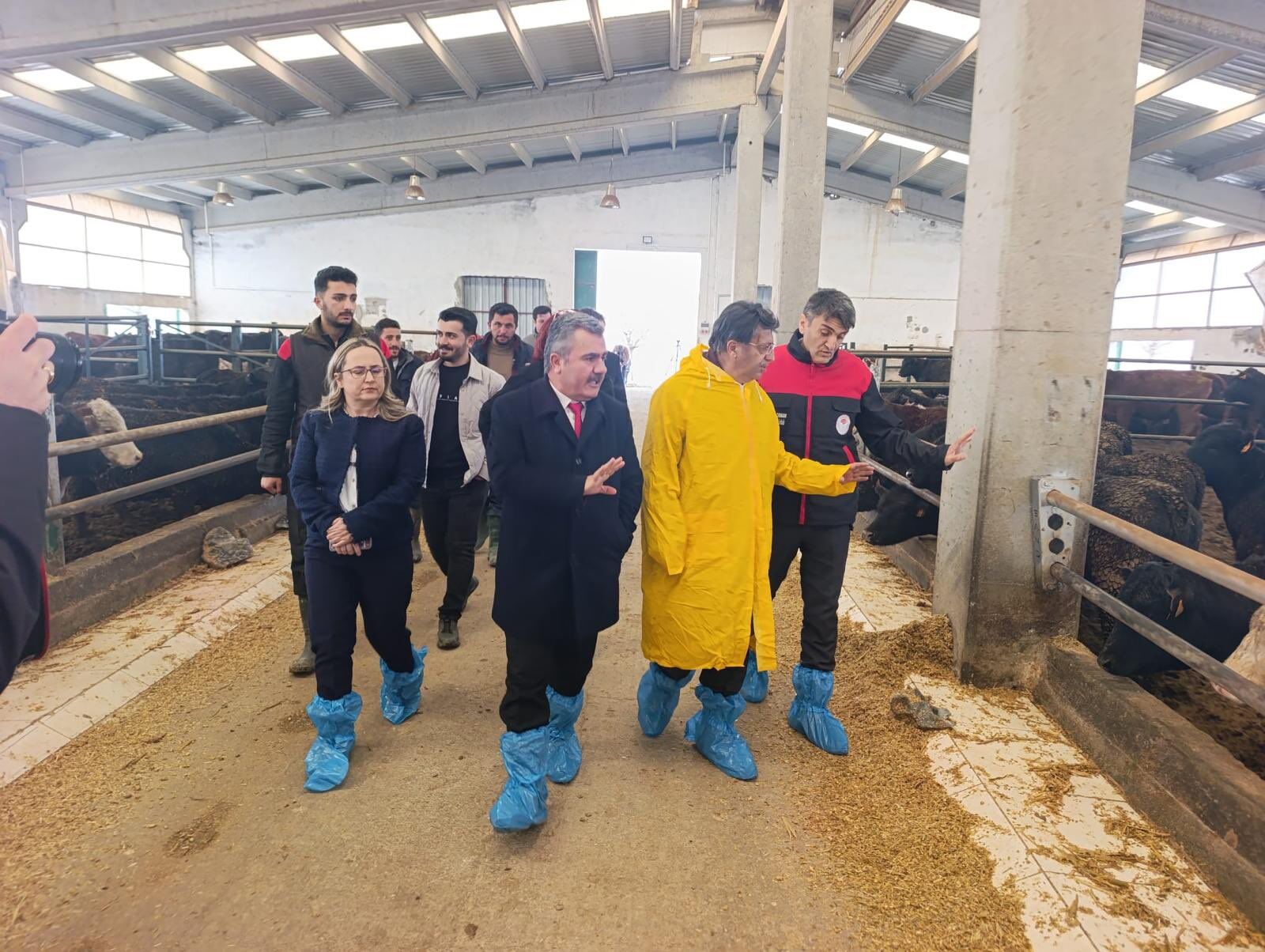 Van Votaş Düve Üretim Merkezi Mercek Altında (2)