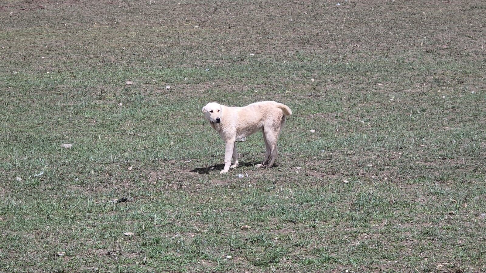 Van'da Köpek Dehşetinin Görüntüleri Ortaya Çıktı (2)