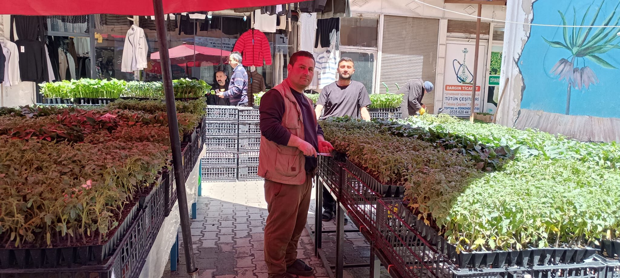 Van’da Bahçe Sezonu Açıldı Fideler Tezgâhlarda Yerini Aldı! (2)