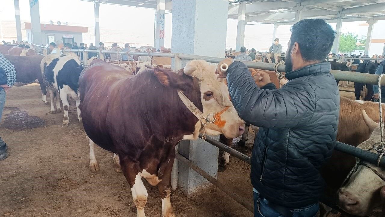 Vanlı Besiciler Şanlıurfa Yolunda Kurban Pazarlarında Yoğunluk Başladı (1)