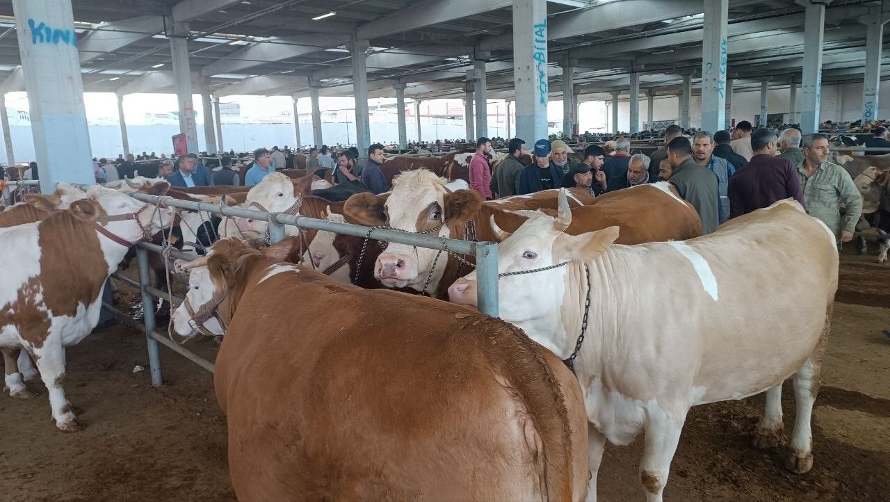 Vanlı Besiciler Şanlıurfa Yolunda Kurban Pazarlarında Yoğunluk Başladı (2)
