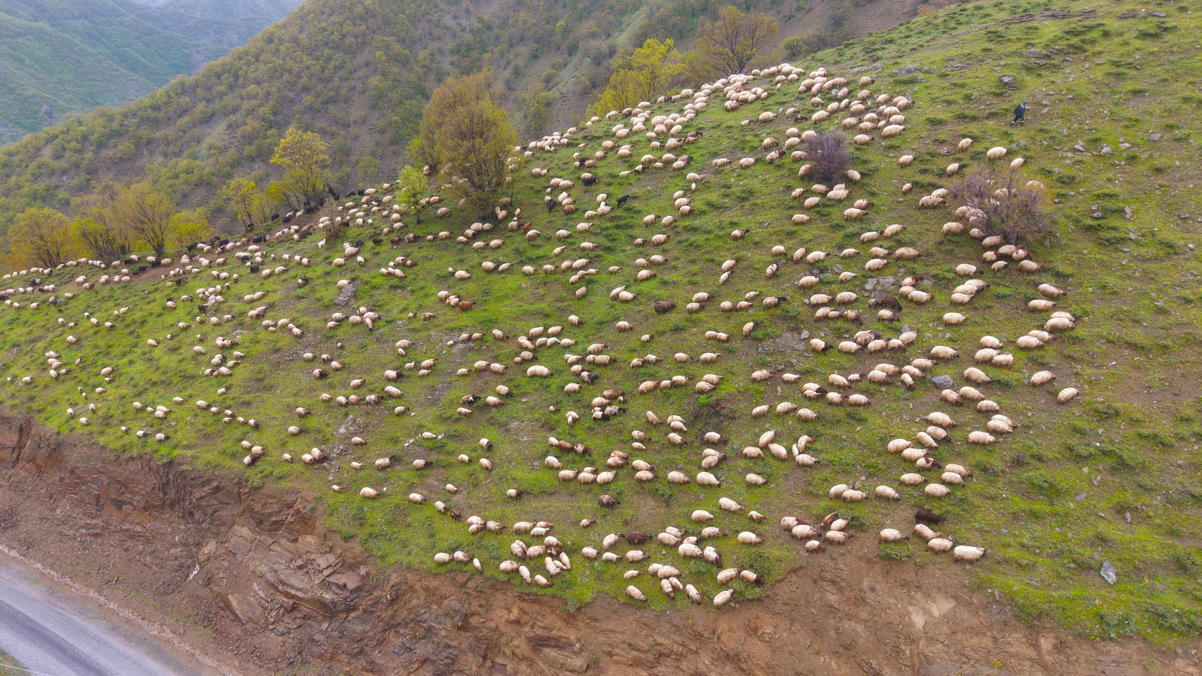 Besicilerin Yaylalara Yolculuğu Başladı (1)