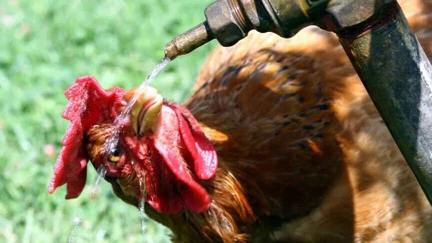 Van'da Kavurucu Sıcaklar Başladı Sokak Hayvanlarını Unutmayın-1